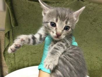 Domestic Short Hair Cats Available for Adoption in Riverside, California - MARIA | PetCurious