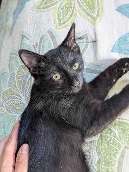Lipton -  Domestic Medium Hair and Domestic Short Hair Cat for Adoption in Lombard, Illinois - Lipton | PetCurious