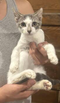 Giorgio Napa -  Domestic Short Hair and Tabby Cat for Adoption in Napa, California - Giorgio Napa | PetCurious