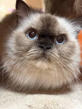 Sasha -  Himalayan Cat for Adoption in Burnaby, British Columbia - Sasha | PetCurious