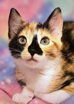 Sasha - Rancho Cucamonga PetSmart -  Domestic Short Hair Cat for Adoption in Yorba Linda, California - Sasha - Rancho Cucamonga PetSmart | PetCurious