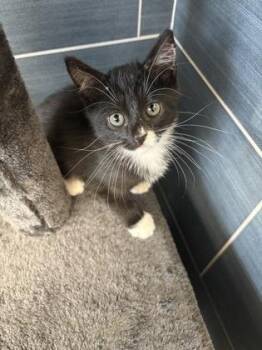 Katina -  Domestic Short Hair Cat for Adoption in Daphne, Alabama - Katina | PetCurious