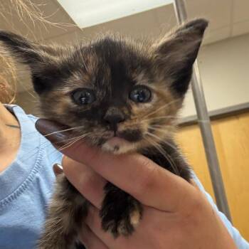 Domestic Short Hair Cats Available for Adoption in Tupelo, Mississippi - Warhol - 040203U | PetCurious