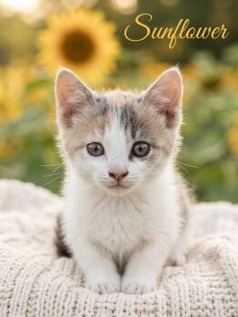 Sunflower -  Domestic Short Hair Cat for Adoption in Heber City, Utah - Sunflower | PetCurious