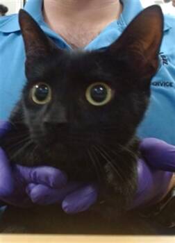 SAMANTHA -  Domestic Short Hair Cat for Adoption in Doral, Florida - SAMANTHA | PetCurious