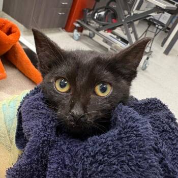 Jet -  Domestic Short Hair Cat for Adoption in Oak Park, Illinois - Jet | PetCurious