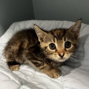Penny Lenny -  Domestic Short Hair Cat for Adoption in Chattanooga, Tennessee - Penny Lenny | PetCurious