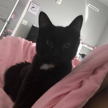 Jeff -  American Shorthair Cat for Adoption in Rochester, Minnesota - Jeff | PetCurious