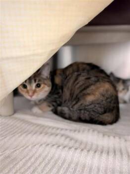 Amluk -  Domestic Short Hair Cat for Adoption in Montreal, Quebec - Amluk | PetCurious
