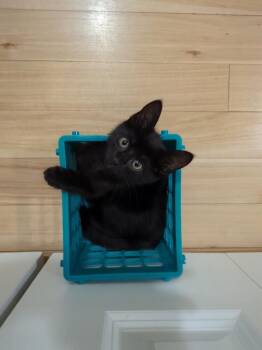 Roderick (in foster) -  Domestic Short Hair Cat for Adoption in Muskegon, Michigan - Roderick (in Foster) | PetCurious
