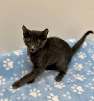 Fred -  Domestic Short Hair Cat for Adoption in Newberg, Oregon - Fred | PetCurious