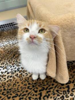 BRIE -  Domestic Long Hair Cat for Adoption in Geneva, Illinois - BRIE | PetCurious