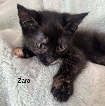 Tortoiseshell Cats Available for Adoption - Zara | PetCurious