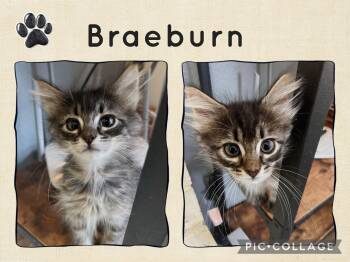 Domestic Short Hair Cats Available for Adoption in Newberg, Oregon - Braeburn | PetCurious