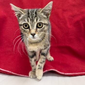 Chesnut -  Domestic Short Hair Cat for Adoption in Galax, Virginia - Chesnut | PetCurious