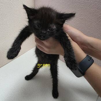 Flannel -  Domestic Short Hair Cat for Adoption in Jupiter, Florida - Flannel | PetCurious