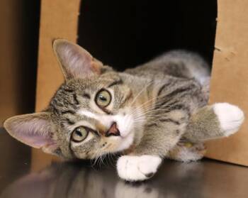 Philly Cheesesteak -  Domestic Short Hair Cat for Adoption in Sioux City, Iowa - Philly Cheesesteak | PetCurious