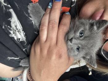 Russian Blue Cats Available for Adoption in Los Angeles, California - Fletch | PetCurious