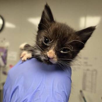 MIKASA - NEEDS FOSTER -  Domestic Short Hair Cat for Adoption in Ontario, California - MIKASA - NEEDS FOSTER | PetCurious