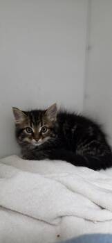 Sirius -  Domestic Medium Hair Cat for Adoption in Delson, Quebec - Sirius | PetCurious