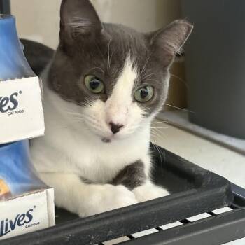 Rescue Domestic Short Hair Cats for Adoption in Bellmawr, New Jersey - Emerald | PetCurious