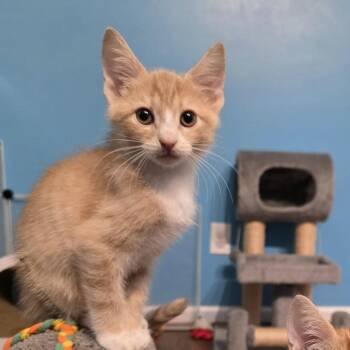 Orville -  Domestic Short Hair Cat for Adoption in Newport News, Virginia - Orville | PetCurious