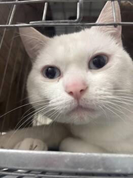 Domestic Short Hair Cats Available for Adoption in Las Vegas, Nevada - TRILL | PetCurious