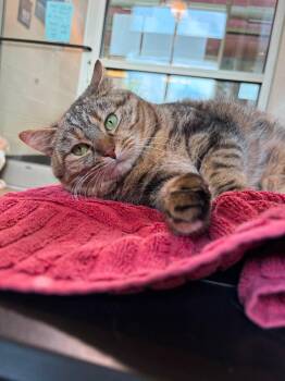 Baby Ki -  Domestic Short Hair Cat for Adoption in Winchester, Virginia - Baby Ki | PetCurious