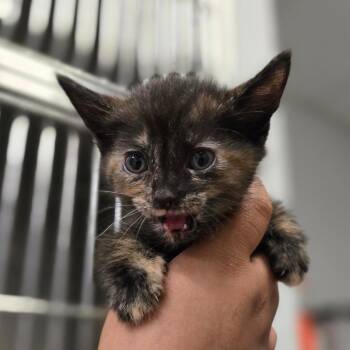 Daenerys -  Domestic Short Hair Cat Available for Adoption in San Jacinto, California - Daenerys | PetCurious