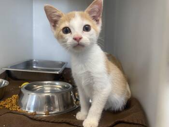 Pumpkin -  Domestic Short Hair Cat for Adoption in King George, Virginia - Pumpkin | PetCurious