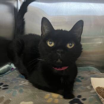Abby -  Domestic Short Hair Cat for Adoption in Lakeland, Florida - Abby | PetCurious