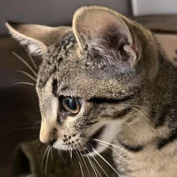 Mio Milo -  Domestic Short Hair Cat for Adoption in Baltimore, Maryland - Mio Milo | PetCurious