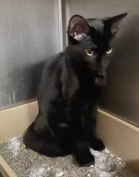 Bourbon -  Domestic Short Hair Cat for Adoption in Leavenworth, Kansas - Bourbon | PetCurious