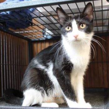 Osha -  American Shorthair Cat for Adoption in Greenfield, Indiana - Osha | PetCurious