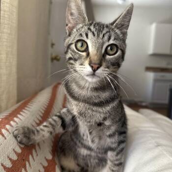 Rescue Domestic Short Hair Cats for Adoption in Villa Park, California - Scout | PetCurious