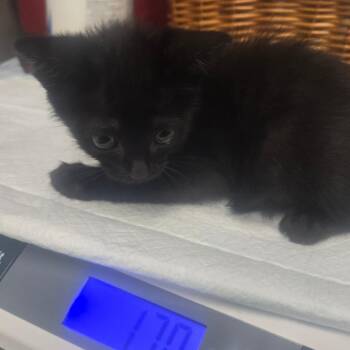 Domestic Short Hair Cats Available for Adoption in Milton, Florida - George | PetCurious