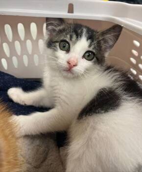 Dottie -  Domestic Short Hair Cat for Adoption in Westland, Michigan - Dottie | PetCurious