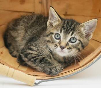 Cane is sweeter than sugar - super teeny too -  Tabby and Bengal Cat for Adoption in Bedford Hills, New York - Cane Is Sweeter Than Sugar - Super Teeny Too | PetCurious