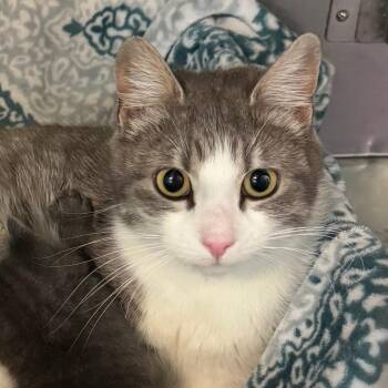 Lady Bug -  Domestic Short Hair Cat for Adoption in Lakewood, Colorado - Lady Bug | PetCurious