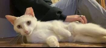 Astrea -  Domestic Short Hair Cat for Adoption in Scott, Louisiana - Astrea | PetCurious