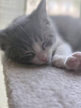 Kitten Putty -  Domestic Short Hair Cat for Adoption in Cuyahoga Falls, Ohio - Kitten Putty | PetCurious