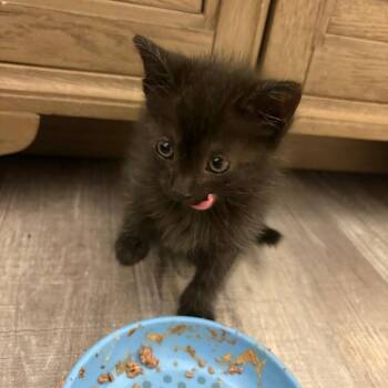 Nyan Cat -  Domestic Medium Hair and Domestic Short Hair Cat for Adoption in Columbia, Missouri - Nyan Cat | PetCurious