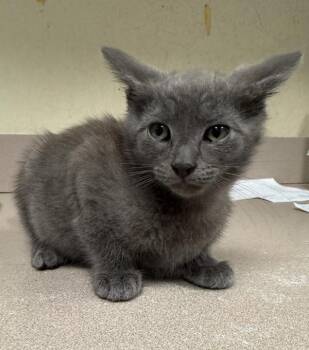 Rescue Domestic Short Hair Cats for Adoption in Salisbury, Maryland - Halo | PetCurious