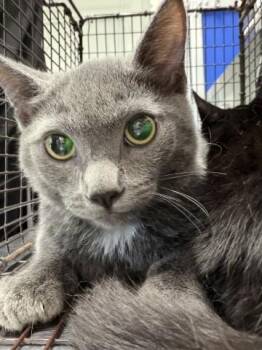 MUSHU -  Domestic Short Hair Cat for Adoption in San Bernardino, California - MUSHU | PetCurious
