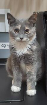 Willow -  Dilute Calico Cat for Adoption in Canonsburg, Pennsylvania - Willow | PetCurious