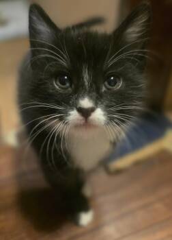 Athena -  Domestic Medium Hair Cat Available for Adoption in Kennewick, Washington - Athena | PetCurious
