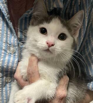 Remi (Foster Needed) -  Domestic Short Hair Cat for Adoption in New York, New York - Remi (Foster Needed) | PetCurious