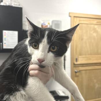 Caspian -  Domestic Short Hair Cat for Adoption in Idaho Falls, Idaho - Caspian | PetCurious