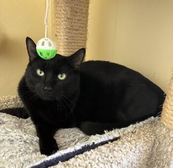 American Shorthair Cats Available for Adoption - BABY CAT | PetCurious