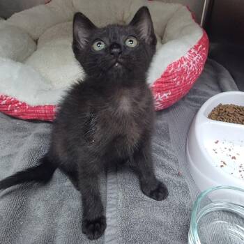 Netflix 28592 -  Domestic Short Hair Cat for Adoption in Middleburg, Florida - Netflix 28592 | PetCurious